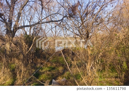 Edogawa Riverbank, Matsudo City, Chiba Prefecture, January 2026 135611798