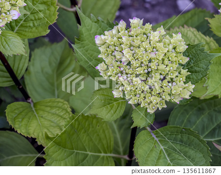 In spring, clusters of white and yellow flowers bloom. Hydrangea macrophylla, or a large-leaved hydrangea, is a species of flowering plant in the Hydrangeaceae family, native to Japan. In spring, clusters of white and yellow flowers bloom. Hydrangea macrophylla, or a large-leaved hydrangea, is a species of flowering plant in the Hydrangeaceae family, native to Japan. 135611867