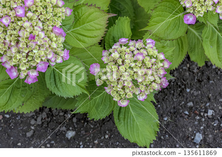 In spring, clusters of white and yellow flowers bloom. Hydrangea macrophylla, or large-leaved hydrangea, is species of flowering plant in the Hydrangeaceae family, native to Japan. In spring, clusters of white and yellow flowers bloom. Hydrangea macrophylla, or large-leaved hydrangea, is species of flowering plant in the Hydrangeaceae family, native to Japan. 135611869
