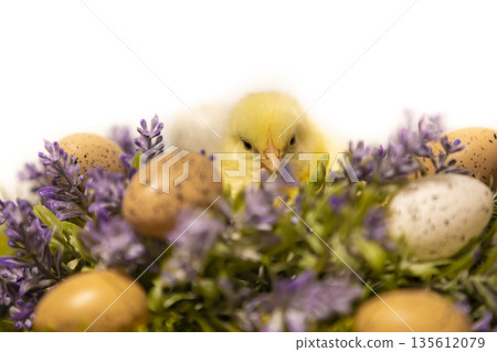 Easter decoration with yellow fluffy chicken on flower wreath with little eggs 135612079