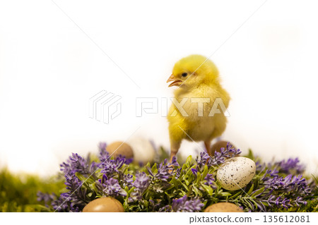 Easter decoration with yellow fluffy chicken on flower wreath with little eggs 135612081