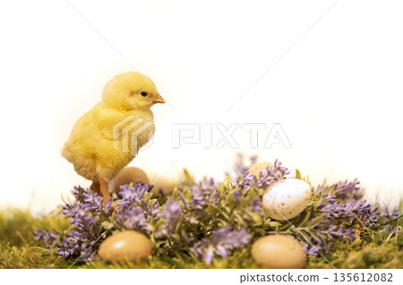 Easter decoration with yellow fluffy chicken on flower wreath with little eggs Easter decoration with yellow fluffy chicken on flower wreath with little eggs 135612082