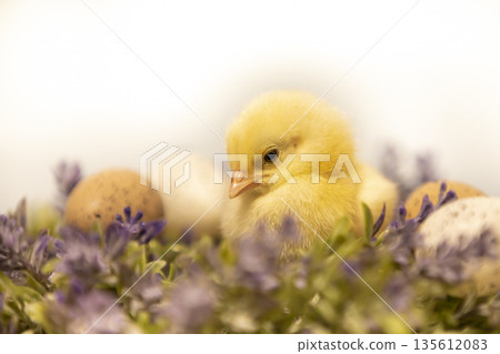 Easter decoration with yellow fluffy chicken on flower wreath with little eggs 135612083
