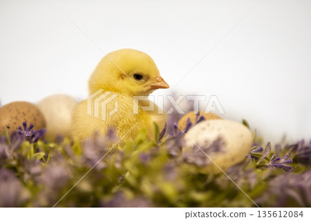 Easter decoration with yellow fluffy chicken on flower wreath with little eggs 135612084
