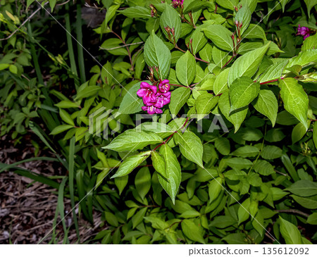 Weigela florida in bloom. Beautiful, bright, warm pink flowers in spring. Weigela shrubs in Caprifolia family. Seasonal natural backdrop. 135612092