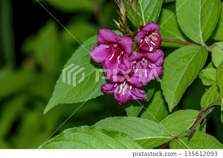 Weigela florida in the bloom. Beautiful, bright, warm pink flowers in spring. Weigela shrubs in the Caprifolia family. Seasonal natural backdrop. 135612093