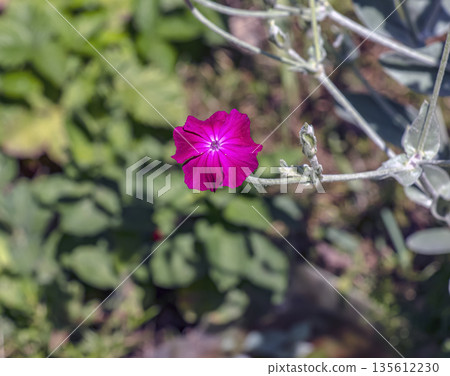 Lychnis coronaria syn. Silene coronaria in the full bloom. Also known as rose campion, dusty miller, mullein-pink, bloody William, or lampflower. 135612230