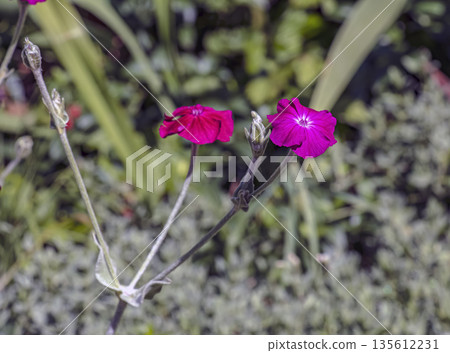 Lychnis coronaria synonym Silene coronaria in full bloom. Also known as rose campion, or dusty miller, or mullein-pink, or bloody William, or lampflower. 135612231
