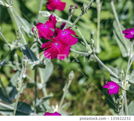 Lychnis coronaria syn. Silene coronaria in full bloom. Also known as rose campion, or dusty miller, or mullein-pink, or bloody William, or lampflower. 135612232