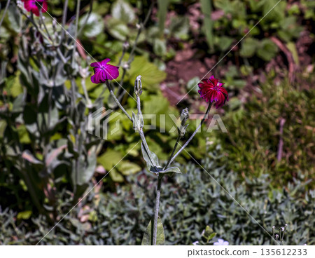 Lychnis coronaria synonym Silene coronaria in full bloom. Also known as rose campion, dusty miller, mullein-pink, bloody William, or lampflower. 135612233