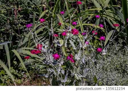 Lychnis coronaria syn. Silene coronaria in full bloom. Also known as rose campion, dusty miller, mullein-pink, bloody William, or lampflower. Lychnis coronaria syn. Silene coronaria in full bloom. Also known as rose campion, dusty miller, mullein-pink, bloody William, or lampflower. 135612234