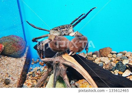 Mozuki crab 135612465