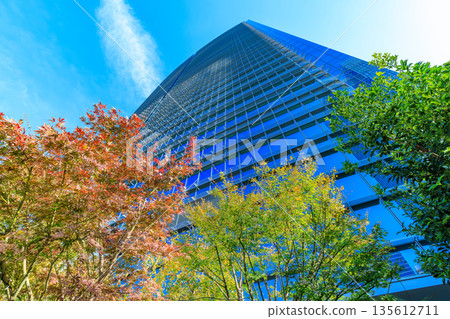 東京中央區, 八重洲, 東京中城八重洲, 八重洲露台屋頂花園的秋葉 東京中央區, 八重洲, 東京中城八重洲, 八重洲露台屋頂花園的秋葉 135612711