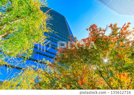Tokyo Midtown Yaesu, Chuo Ward, Yaesu, Autumn leaves at Yaesu Terrace rooftop garden Tokyo Midtown Yaesu, Chuo Ward, Yaesu, Autumn leaves at Yaesu Terrace rooftop garden 135612716
