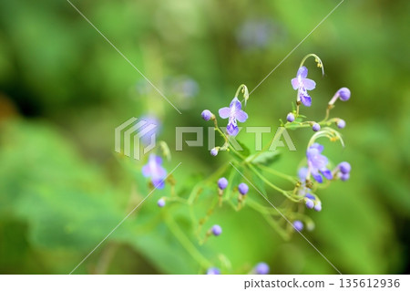 Refreshing autumn flower, Kariganesou flower Refreshing autumn flower, Kariganesou flower 135612936