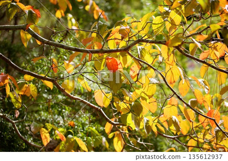 Colored dogwood leaves 135612937