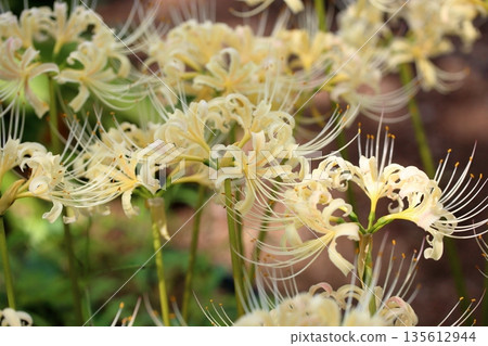 鮮亮的白色紅色蜘蛛百合花 135612944