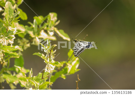 Spring forest scenery with silverleaf flowers and swallowtail butterflies Spring forest scenery with silverleaf flowers and swallowtail butterflies 135613186