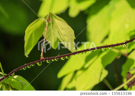 Spring forest scenery, young leaves with raindrops Spring forest scenery, young leaves with raindrops 135613196
