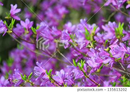 Spring forest scenery: Mitsuba azalea flowers in full bloom Spring forest scenery: Mitsuba azalea flowers in full bloom 135613202
