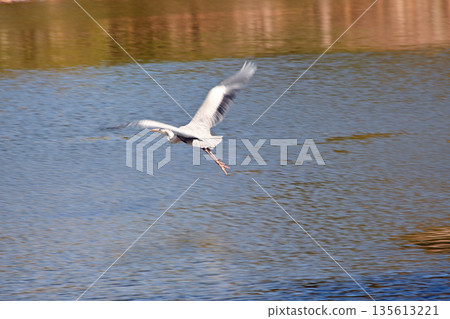 A great heron flying over the pond A great heron flying over the pond 135613221