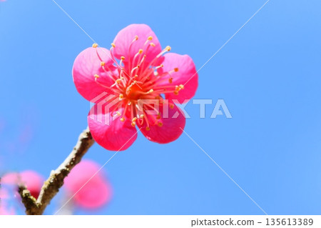 紅梅梅花粉色藍天背景特寫 紅梅梅花粉色藍天背景特寫 135613389