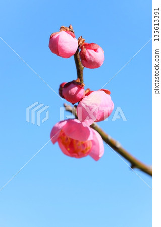 紅梅梅花粉色藍天背景特寫 135613391