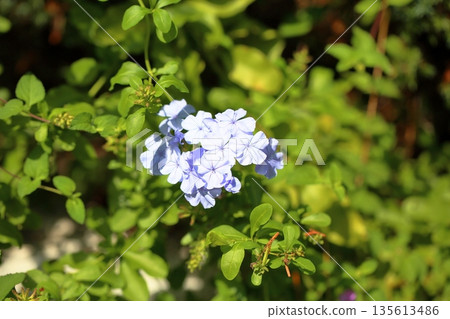 Refreshing bluebell flowers 135613486