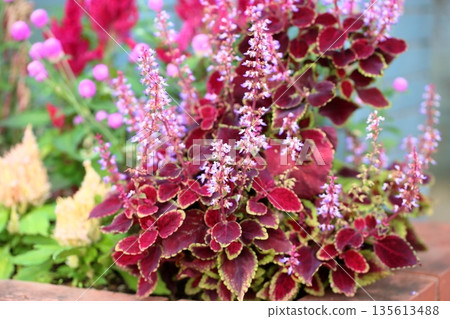 Cute coleus flowers Cute coleus flowers 135613488