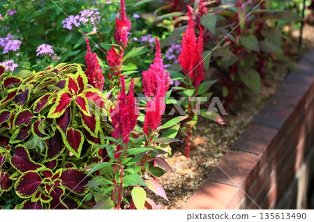 充滿活力的雞冠花 135613490