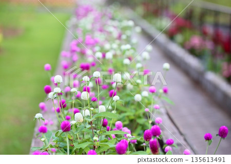 Refreshing Globetrotter Flowers Refreshing Globetrotter Flowers 135613491