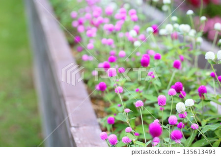 Refreshing Globetrotter Flowers Refreshing Globetrotter Flowers 135613493
