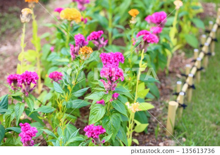 可愛的雞冠花 135613736
