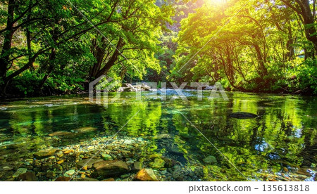 AI Image: Beautiful forest with fresh greenery and clear stream 135613818