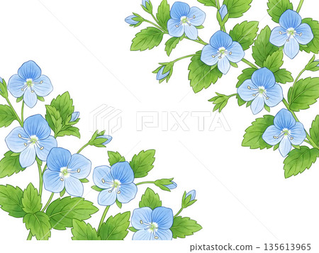 婆婆納花框 | 藍色小花插圖背景，春意盎然 135613965