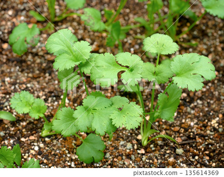 自家花園裡種的新鮮香菜 135614369