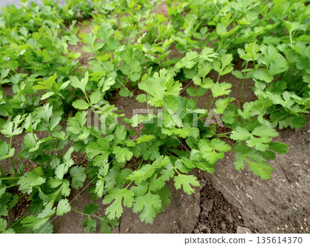 自家花園裡種的新鮮香菜 自家花園裡種的新鮮香菜 135614370