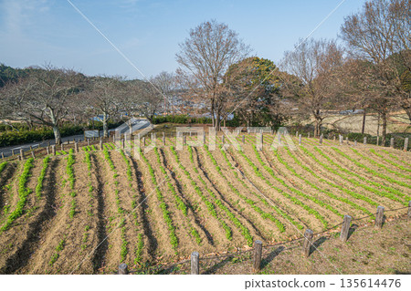 從奈良縣飛鳥村石舞台墓園展望台眺望 從奈良縣飛鳥村石舞台墓園展望台眺望 135614476