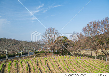 從奈良縣飛鳥村石舞台墓園展望台眺望 135614477
