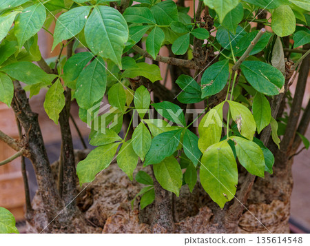 A young baobab tree, a symbol of the African continent A young baobab tree, a symbol of the African continent 135614548