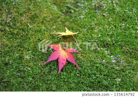 Two autumns sharing the silence Two autumns sharing the silence 135614792