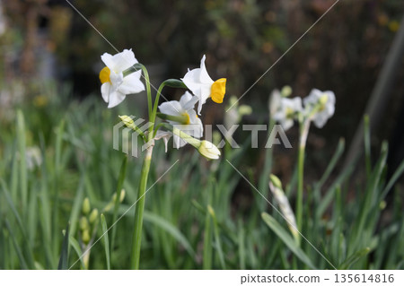 水仙水仙領域水仙植物花 水仙水仙領域水仙植物花 135614816