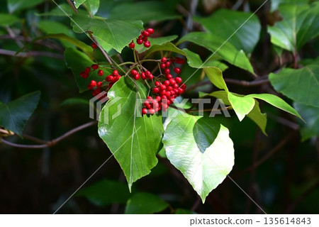 White Mountain Tree, a flowering tree endemic to Japan, also known as Isebi, Inudemari, and Yamaterazakura 135614843