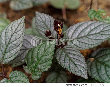 Garden plant, Lamiaceae, Lamiaceae, flower Garden plant, Lamiaceae, Lamiaceae, flower 135614899