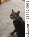 Kitten 8 months old 135614961