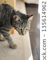 Kitten 8 months old 135614962