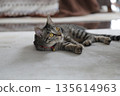 Kitten 8 months old 135614963