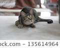 Kitten 8 months old 135614964