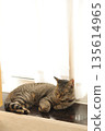 Kitten 8 months old 135614965