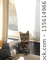 Kitten 8 months old 135614966